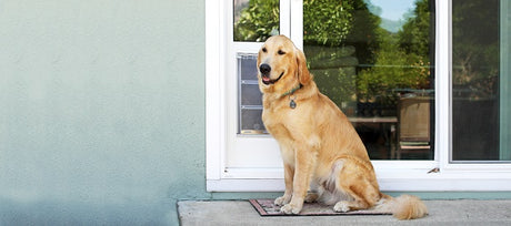 A Golden Retriever sitting in front of an Endura Flap dog door, which will be shown at the Bay Area Pet Expo