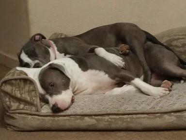 Two pit bull mutts sleeping ontop of each other on a bed in the PetDoors.com office. 