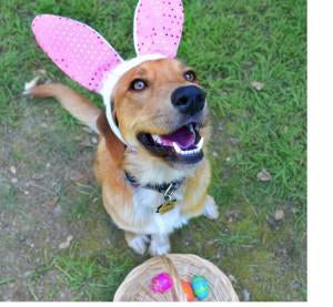 Dog smiling at camera for dog easter egg hunt 2019 with dog easter eggs