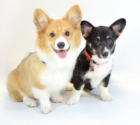 Two corgi puppies, one yellow and the other black, waiting to see what kind of pet doors would be perfect for their size and lifestyle. 