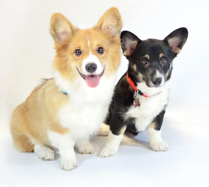 Meet Our New Office Puppies: Effie, Tonks, Louie & Max!