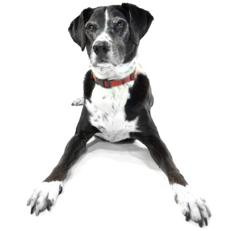 A black and white dog in a red collar prepared to jump up and play when his owner is ready. 