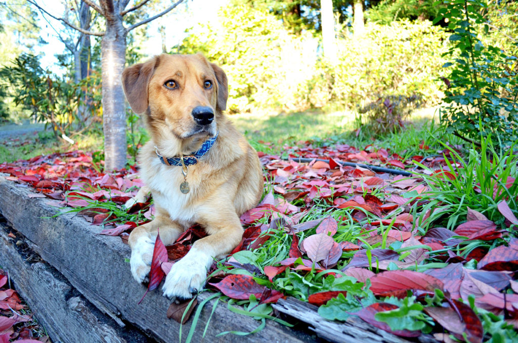 A collage of photos of cats and dogs that can be found at the Woods Humane Society