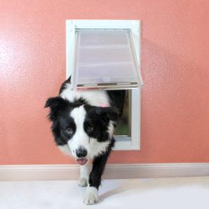 A dog using the Endura Flap® Single Flap Wall Mount Pet Door, which as a complete magnetic seal that keeps the flap closed in winds up to 50mph.