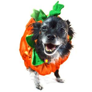 A small rescue dog with black fur wearing a pumpkin costume for Halloween. 