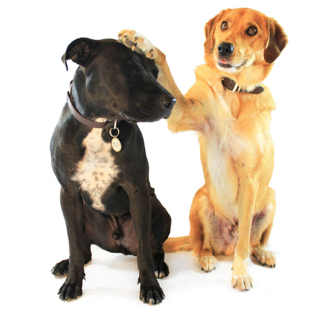 Two dogs who have been trained not to bark 