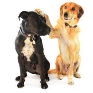 A dog with yellow fur annoying another dog with black fur by placing his paw on top of his head. 