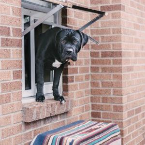A black dog exiting a house through the Endura Thermo Sash e3, which is a pet door that can be installed into windows. 