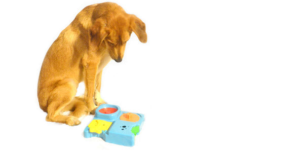 A large mix-breed dog looking down at a toy for toddlers as there is no pet door that allows him to go outside. 
