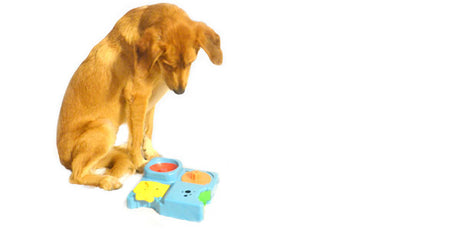 A large mix-breed dog looking down at a toy for toddlers as there is no pet door that allows him to go outside. 