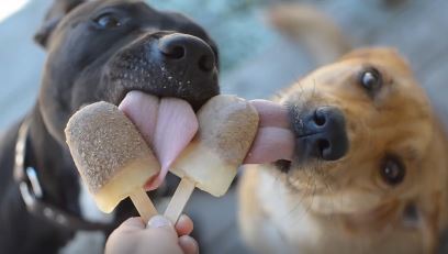 Two dogs licking homemade popsicles that are made with ingredients that are safe for dogs to consume. 