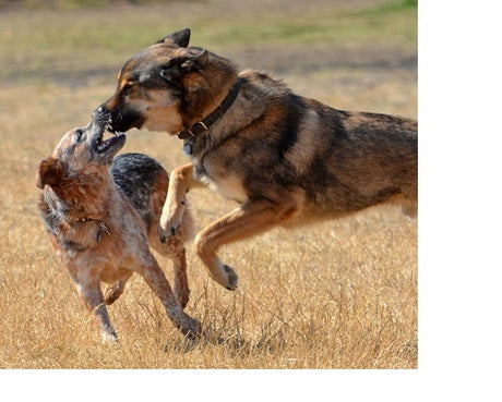 Two dogs play-fighting with each other in a brown grassy field. 