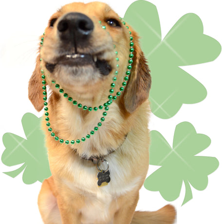 A yellow dog dressed up for Saint Patrick's day with green beads and clovers