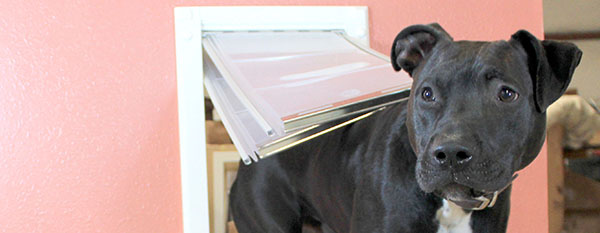 A black dog re-entering the house through the Endura Flap® Severe Weather Vinyl Sliding Glass Dog Door, which is specifically designed to insulate against severe weather conditions. 