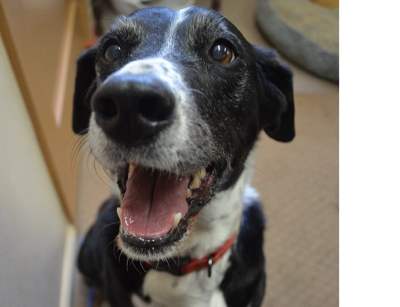 Pet Doors for the Elderly Dog
