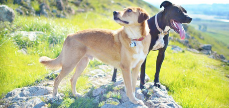 Two dogs on top of a rock in the mountains enjoying the fresh air and the nice view