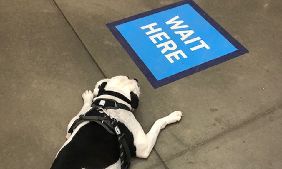 dog lying by wait here sign
