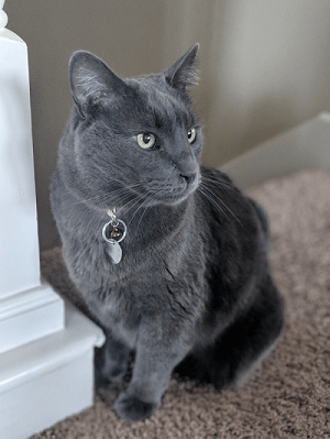 A gray cat standing at the top of a staircase after being adopted by its owner from a no-kill shelter. 