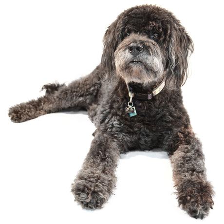 A curly-haired dog with black fur lounging in front of a white background. 