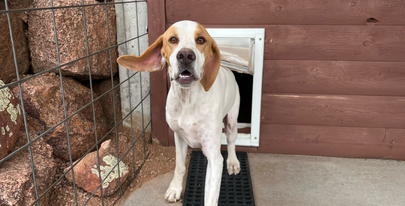 dog using endura flap pet door
