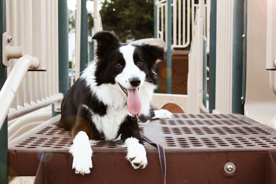 Petdoors.com California Higher Education Scholarship