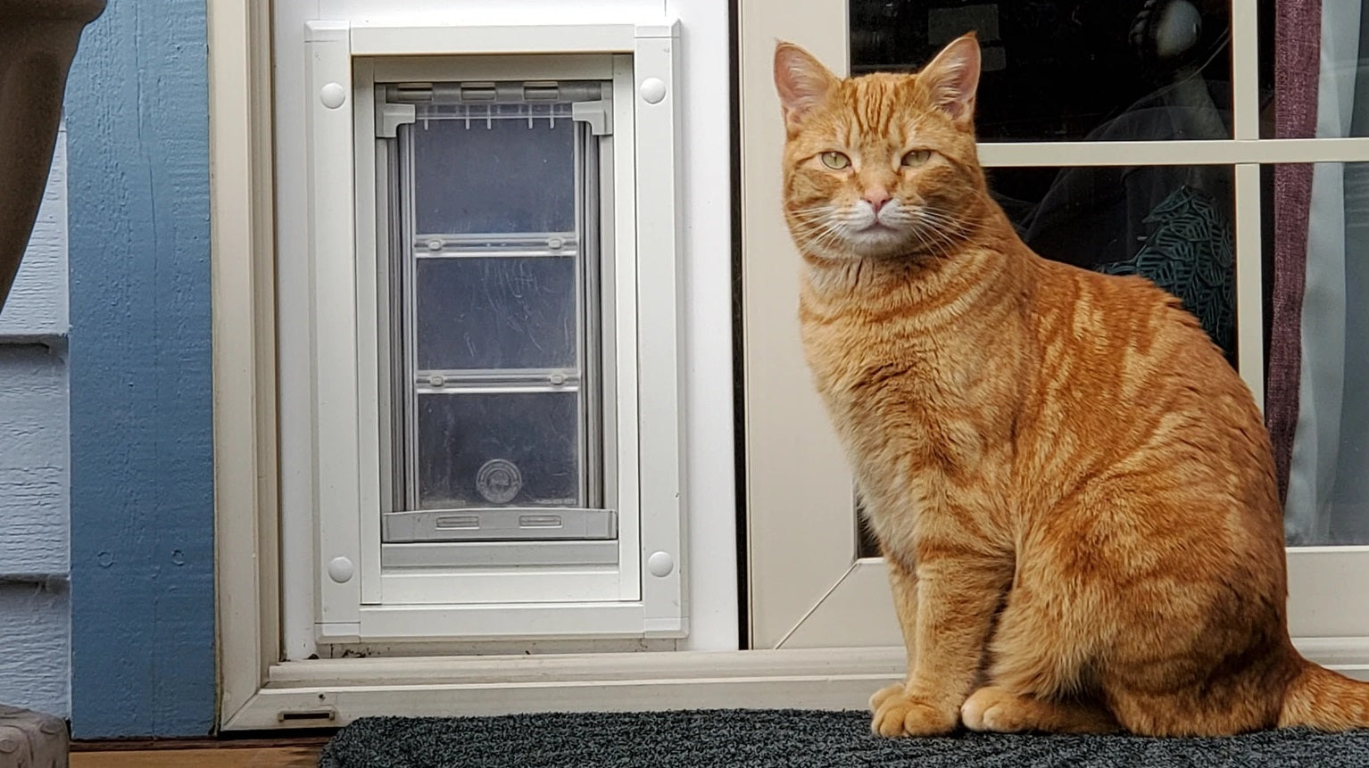 cat sitting before endura flap pet door