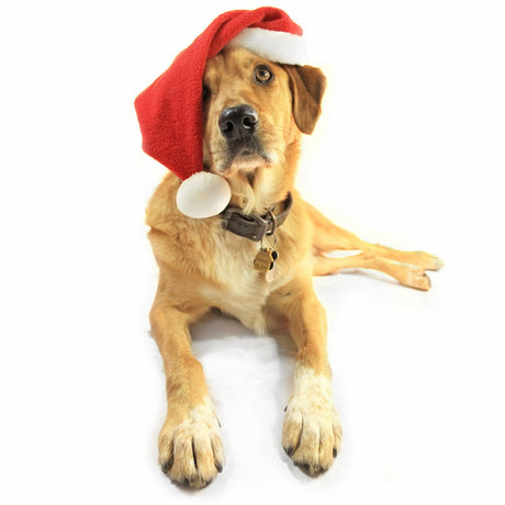 A large mix-breed dog wearing a Santa Claus hat while looking unhappily up at his owner. 