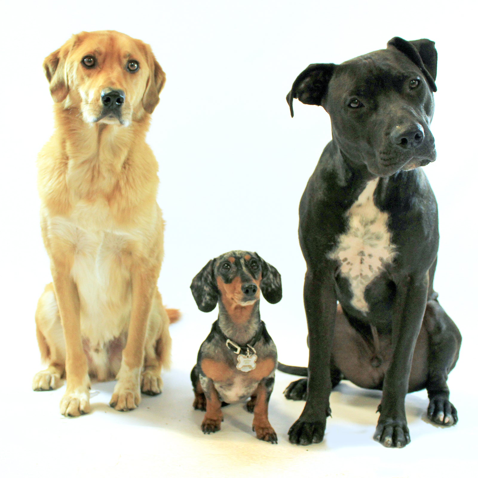 Three dogs waiting to hear fun facts about dogs and cats