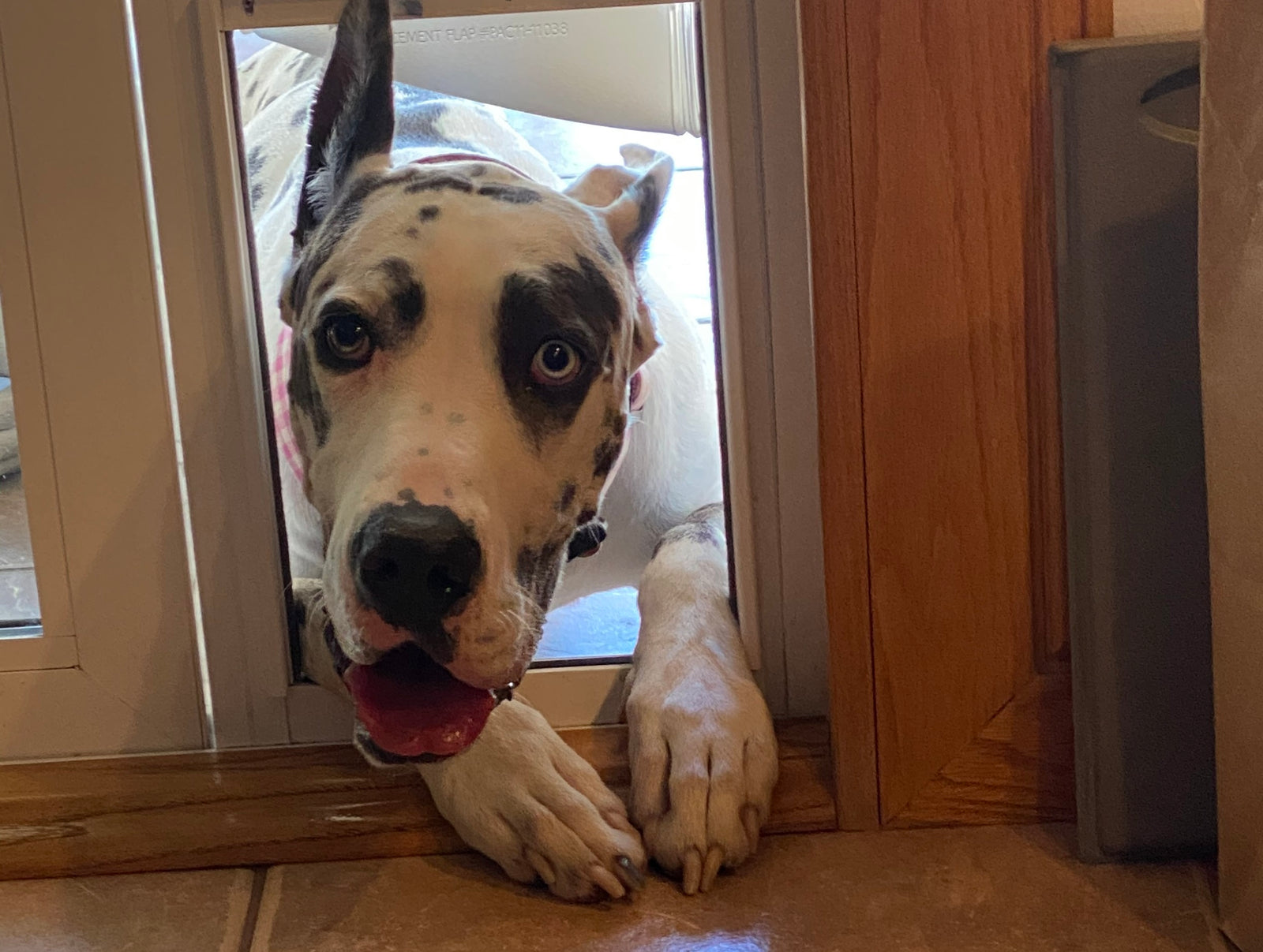 dog peering through dog door