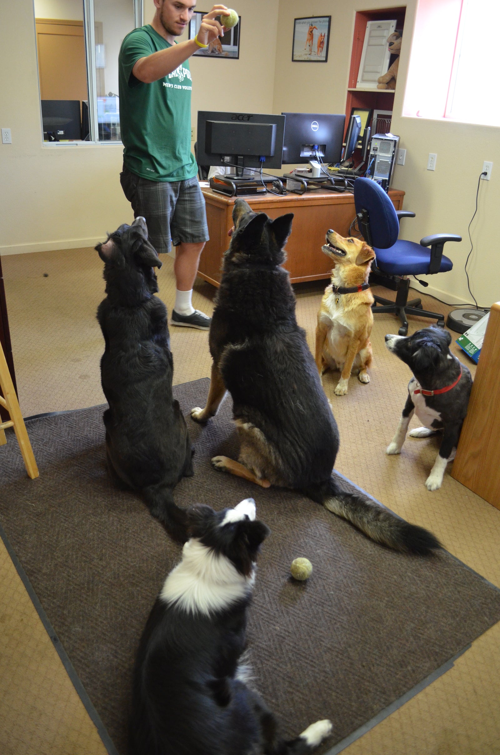 All the dogs of the PetDoors.com office team sitting in front of the CEO as they eagerly wait for a treat. 