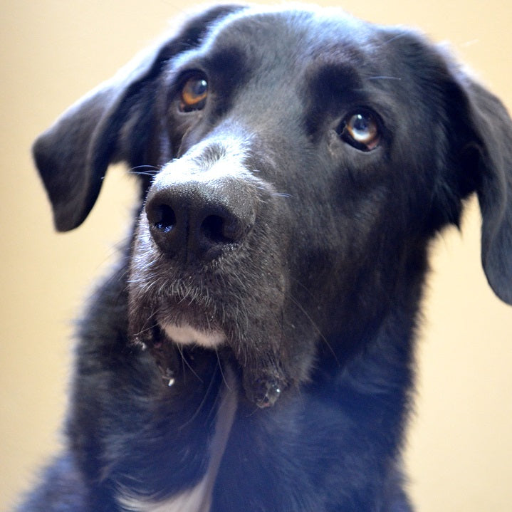 A black mutt looking into the camera with large, begging eyes. 