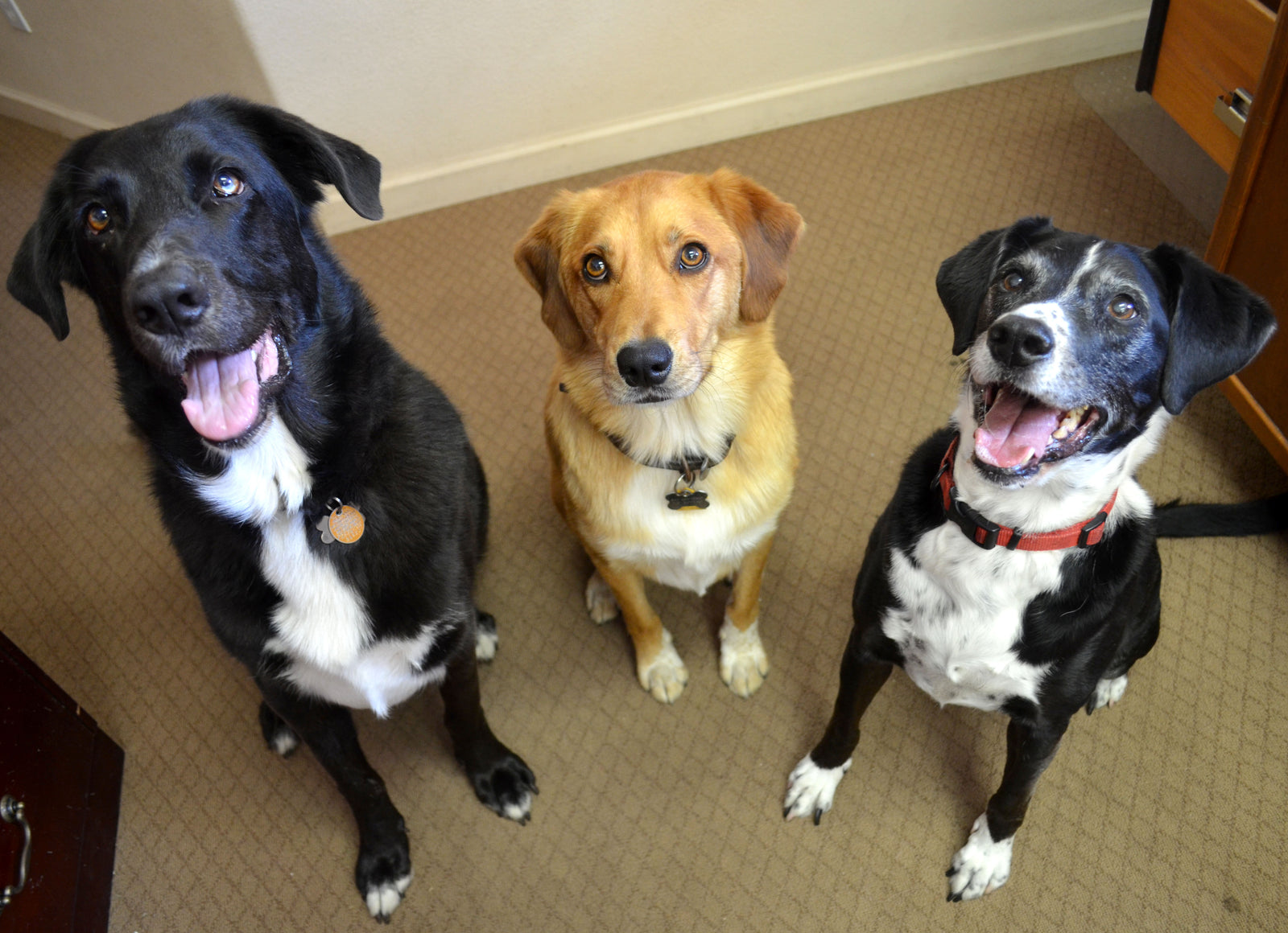 Three of the PetDoors.com office dogs waiting to test some of the high-quality pet doors that installs into walls, kennels, screen doors, and more. 