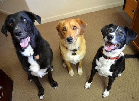 Three of the PetDoors.com office dogs waiting to test some of the high-quality pet doors that installs into walls, kennels, screen doors, and more. 