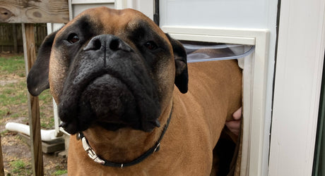 dog standing through pet door