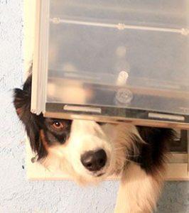A dog exiting a house through an Endura Flap pet door, which as two flaps for increased weather insulation and durablity. 