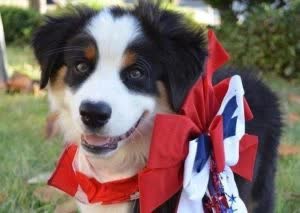 A Bernese Mountain Dog puppy wearing a patriotic ribbon and bow around its neck. 