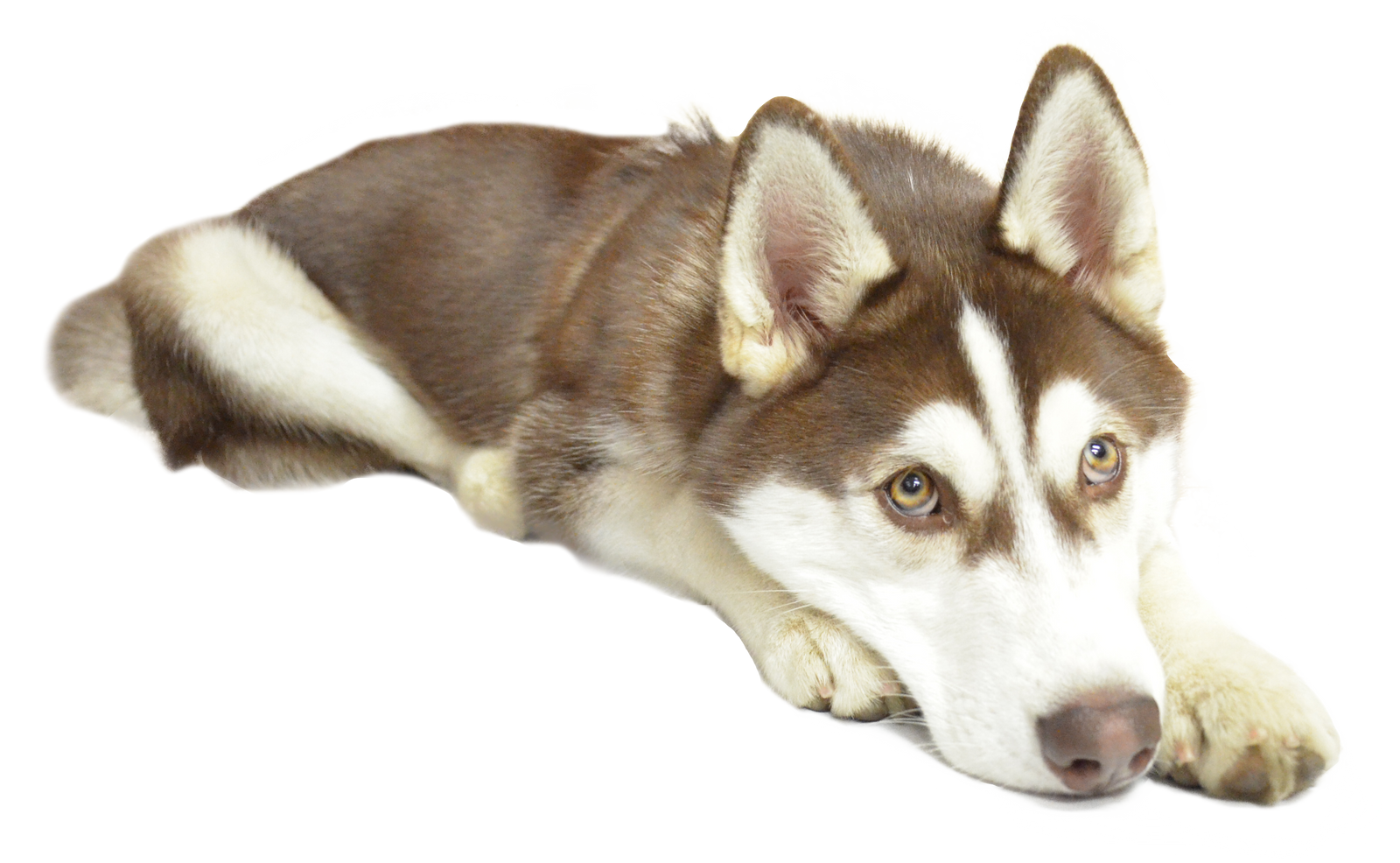 A husky puppy with brown and white fur laying down while looking imploringly up at the camera. 