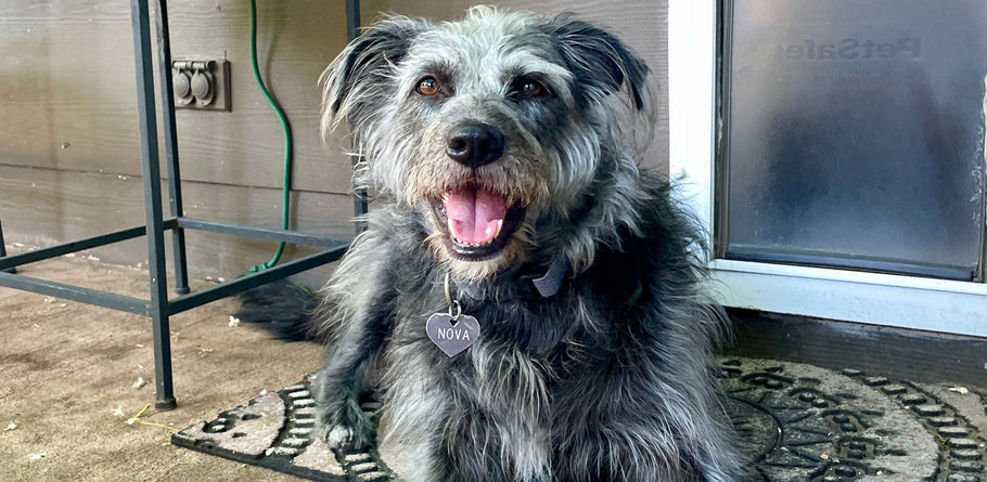 Are Strawberries Good for Dogs?