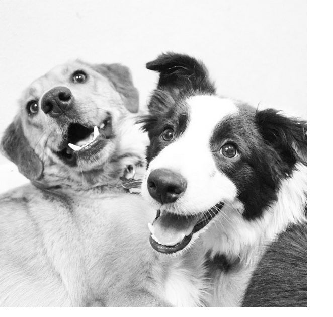 A grayscale imeg of a mix-breed mutt and a Border Collie looking happily at the camera. 