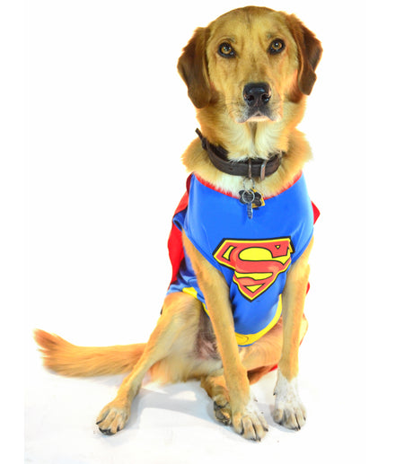 A mix-breed dog wearing a Superman costume and cape for Halloween. 