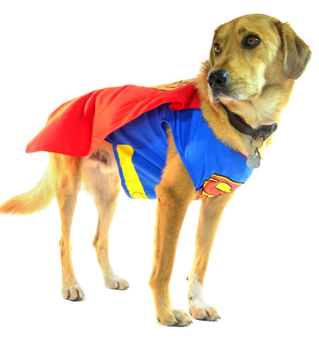 A mix-breed dog wearing a Superman costume and cape for Halloween. 