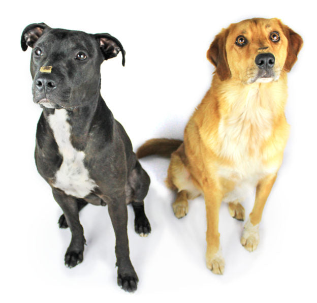 Two dogs, one yellow and the other black, sitting paitiently while balancing two treats on the tip of their noses. 