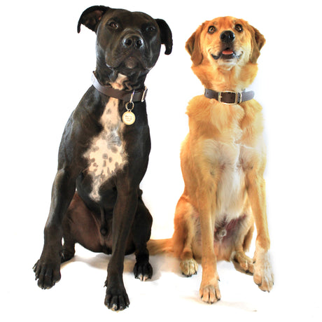 Two dogs, one yellow and the other black, sitting down but looking exictedly up at their owner. 