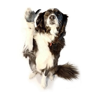 A black and white dog raising a paw in the air that had been edited to look like a human hand giving a thumb's up. 