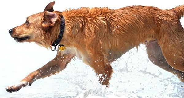 brown dog running through ocean