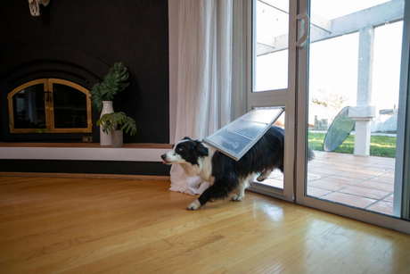 Border Collie using Endura Flap Pet Door
