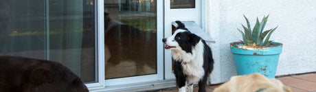 A Border Collie looks out a dog door in a sliding glass door.