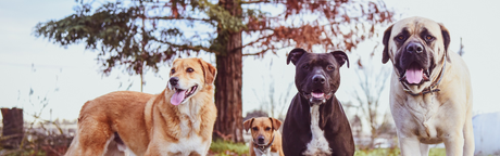 Four dogs of varying breeds stand in a grassy area.