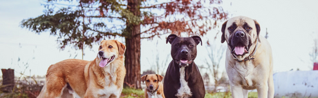 A group of four dogs stand in a field against a background of trees.