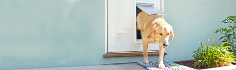 A dog goes through a dog door in a white door.